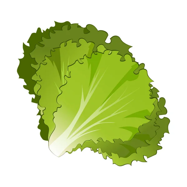 Lechuga Fresca Realista Hojas Fondo Blanco Ilustración Vectorial — Vector de stock