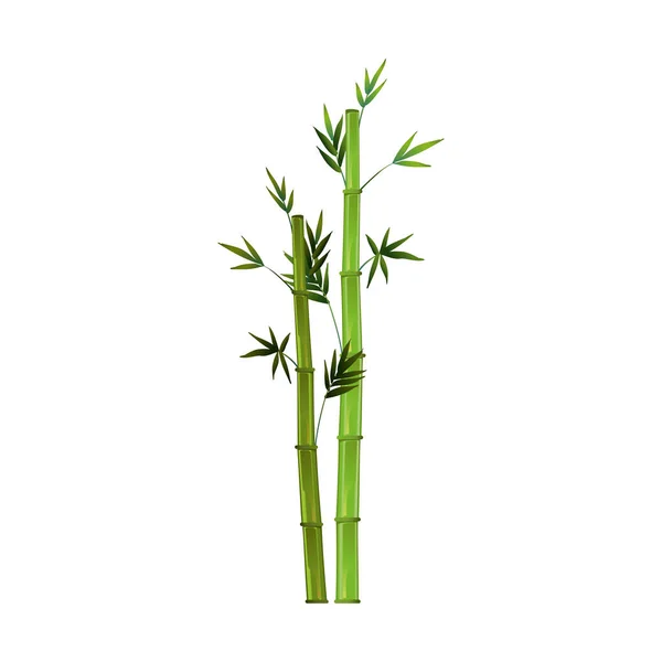 Realistic Green Bamboo Isolated White Background Vector Illustration — Stock Vector