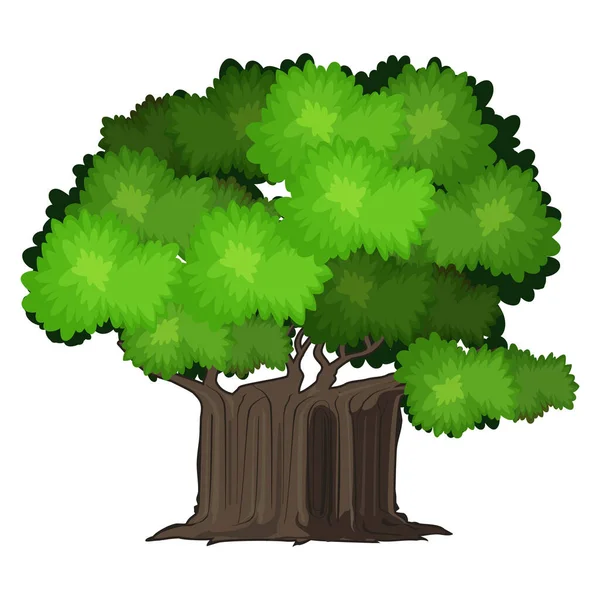 基于白色背景隔离的现实的绿色橡木树 矢量插图 — 图库矢量图片
