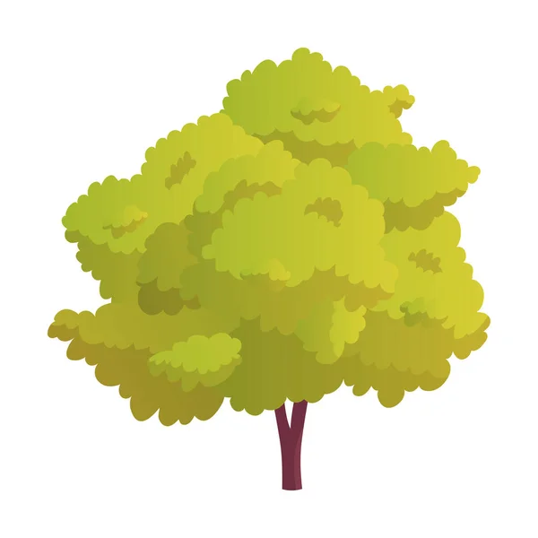 Árvore Decídua Verde Realista Isolada Sobre Fundo Branco Ilustração Vetorial —  Vetores de Stock