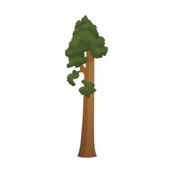 Árvore Mais Alta Verde Realista Mundo Sequoia Fundo Branco Ilustração — Vetor de Stock