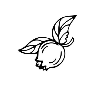 Beyaz arkaplanda fındık fındığı ince siyah çizgiler - Vektör illüstrasyonu