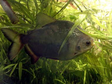 Piranha balık doğal ortamlarında.