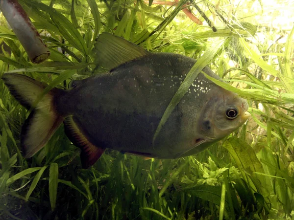 Piranha balık doğal ortamlarında.