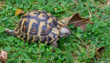Sonbaharda yeşil çimlerin üzerinde Hermann 'ın kaplumbağası (Testudo hermanni). Kapatın. Ayrıntı.