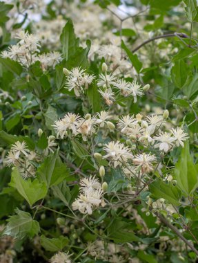 Clematis vitalba beyaz çiçekleri. Yaşlı adamın sakalı. Çiçekli Gezgin 'in neşesi.