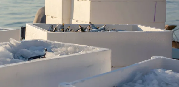 Peixe Deitado Caixas Gelo Isopor Transporte Pronto Para Exportação — Fotografia de Stock