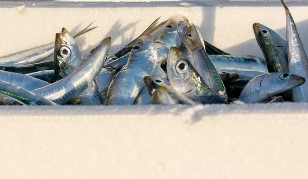 供出口的发泡冰盒中的鱼类 — 图库照片