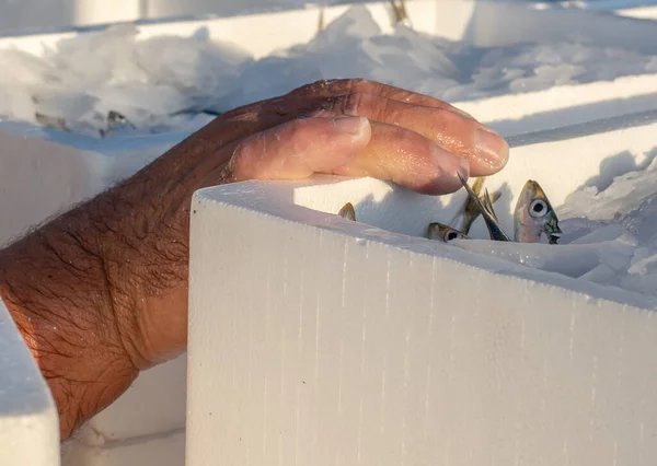 Pesce Che Giace Scatole Ghiaccio Polistirolo Trasporto Pronto Esportazione — Foto Stock