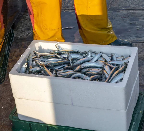 Pesce Che Giace Scatole Ghiaccio Polistirolo Trasporto Pronto Esportazione — Foto Stock