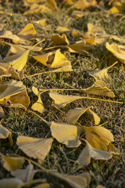 Yellow Ginkgo biloba (Maidenhair tree) leaves on grass in autumn with the frost.
