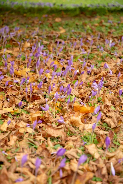 Herbstzeitlose Colchicum Autnale Auch Bekannt Als Wiesensaft Oder Nacktdamen Blüten — Stockfoto