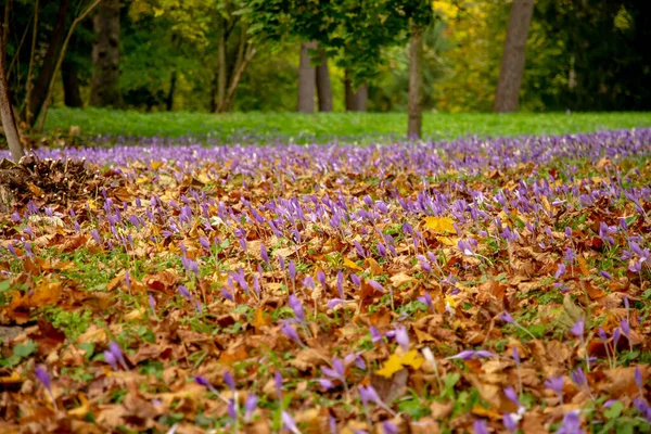 Outono Crocus Colchicum Autumnale Também Conhecido Como Meadow Saffron Flores — Fotografia de Stock