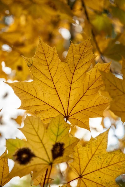 金枫叶在秋天 秋天的黄杨叶 靠近点详细说明 — 图库照片