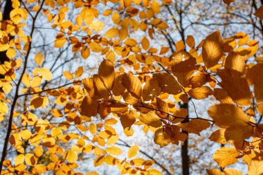 Sonbaharda Avrupa kayın ağacı (Fagus sylvatica) altın yaprakları. Sarı yapraklar. Arka ışıklandırma.