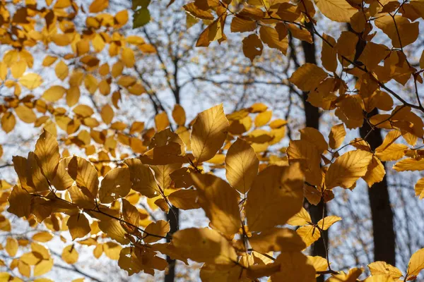 秋天的欧洲山毛榉或普通山毛榉 Fagus Sylvatica 黄色的叶子 — 图库照片