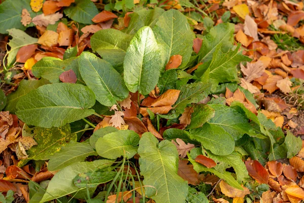Bitter Dock (Rumex obtusifolius) sonbaharda yeşil yapraklar. Kapatın. Ayrıntı.