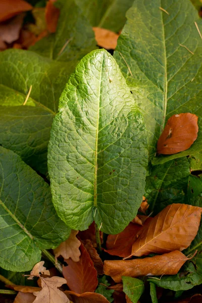 Πικρή Dock Rumex Obtusifolius Πράσινα Φύλλα Φθινόπωρο Κλείσε Λεπτομέρειες — Φωτογραφία Αρχείου