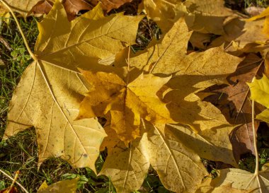 Düşmüş altın sonbahar akçaağacı (Acer), güneşli sabah ışığında çimlerin üzerinde yapraklar bırakır. Sarı yapraklar. Seçici odak.