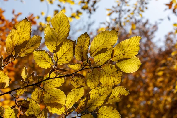 秋天的欧洲山毛榉或普通山毛榉 Fagus Sylvatica 黄色的叶子 — 图库照片
