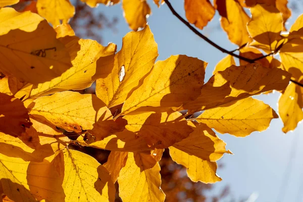 秋天的欧洲山毛榉或普通山毛榉 Fagus Sylvatica 黄色的叶子 — 图库照片