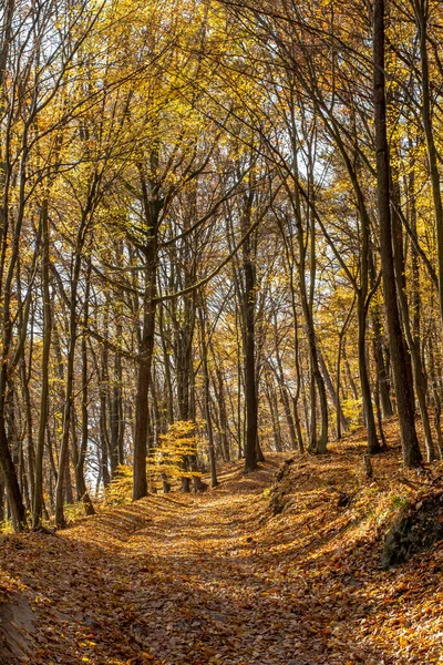 Orman yolunda düşen sonbahar yaprakları. Altın yapraklar. Seçici odak.