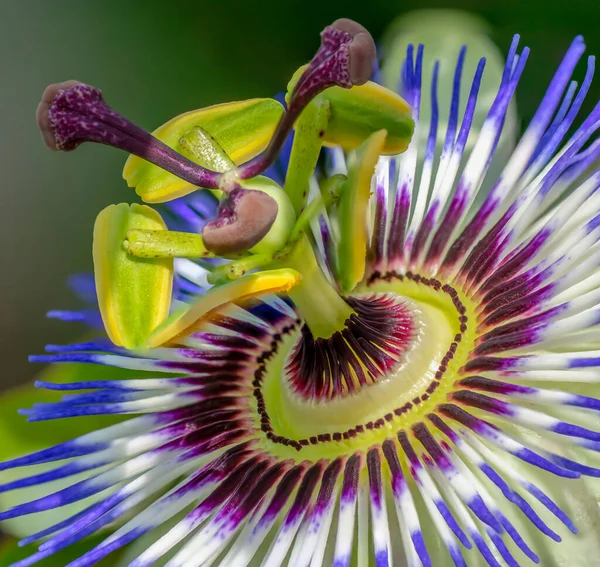 Nahaufnahme Von Passiflora Die Blaue Passionsblume Blaue Krone Passionsblume Selektiver — Stockfoto