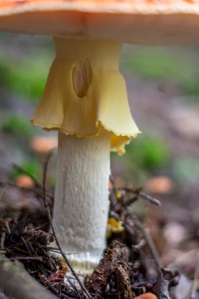 Amanita Muscaria Mucha Agaric Mucha Amanita Czerwony Trujący Grzyb Biała — Zdjęcie stockowe