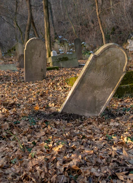 Old Ancient Abandoned Jewish Cemetery Forest Winter Aged Tombstones Gravestones — Stock Photo, Image