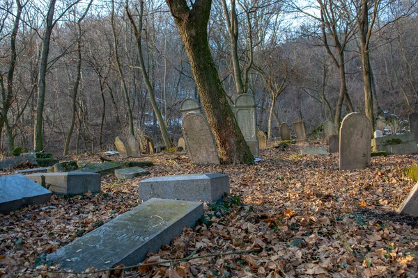 Gamla Övergivna Judisk Kyrkogård Skogen Vintern Åldrade Gravstenar Eller Gravstenar — Stockfoto