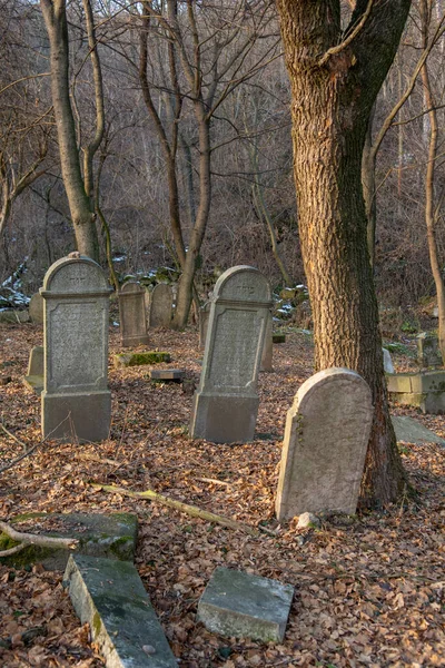 古老的废弃犹太人公墓在森林里 坟场中的古老墓碑或墓碑 — 图库照片