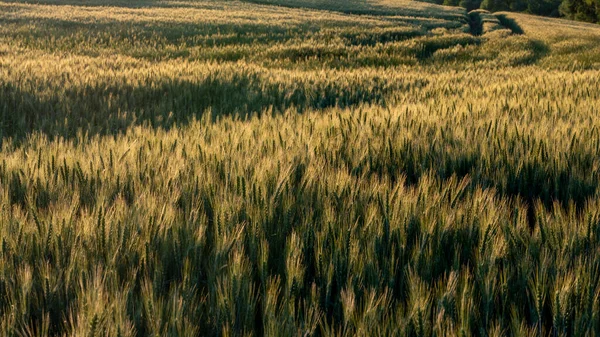 Green Wheat Triticum Field Sun Rise Agricultural Field Cereal Grain — Stock Photo, Image