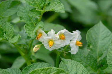 Çiçek açan patatesler (Solanum tuberosum) beyaz çiçekler. Organik bahçede çiçek açan patates. Seçici odak.