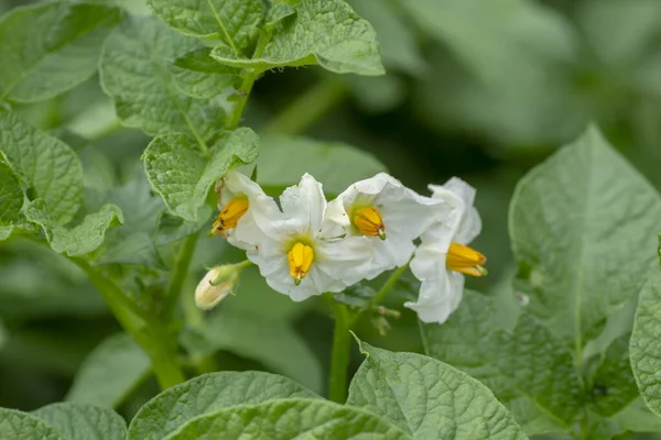 Çiçek açan patatesler (Solanum tuberosum) beyaz çiçekler. Organik bahçede çiçek açan patates. Seçici odak.