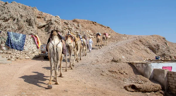 Camel Caravan Tourists Camelback Bedouin Safari Ride Dahab Egypt — Fotografia de Stock