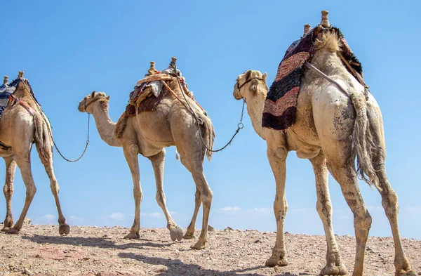 Velbloudí Karavana Pro Turisty Velbloudí Beduínské Safari Dahabu Egypt — Stock fotografie