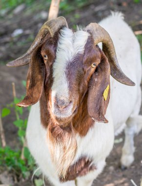 Portrait of a goat (Capra hircus). Buck or Billy Close up . Detail.