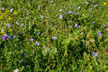 Common chicory (Cichorium intybus) bright blue flowers. Blue daisy blooming in the summer.