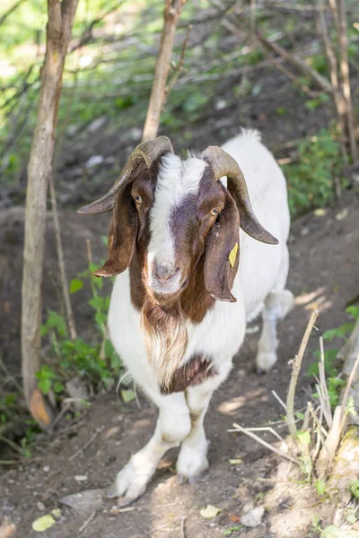 Portrait Goat Capra Hircus Buck Billy Close Detail — Foto Stock