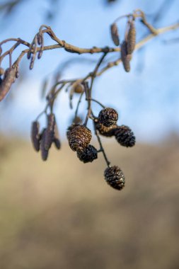 Avrupai siyah alder (Alnus glutinosa) ayrıca Common, Black veya Europen alder olarak da bilinir. Asılı erkek şişkinliği ve olgun külahlar.