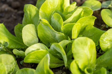 Serada organik bebek marulu yaprakları var. İlkbaharın başlarında üzerinde don olan fidelerin ayrıntıları.