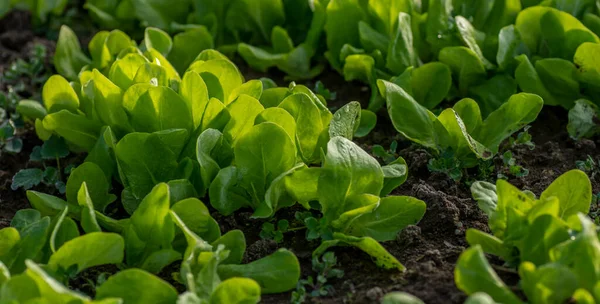 Hojas Lechuga Ecológica Invernadero Detalle Plántulas Cultivadas Casa Con Escarcha —  Fotos de Stock