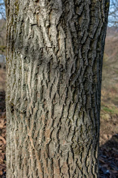 Drzewo Orzechowe Juglans Regia Pni Drzewo Znane Również Jako Perski — Zdjęcie stockowe