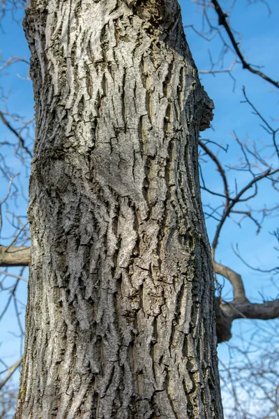 Ořechový Kmen Stromu Juglans Regia Strom Známý Také Jako Perský — Stock fotografie