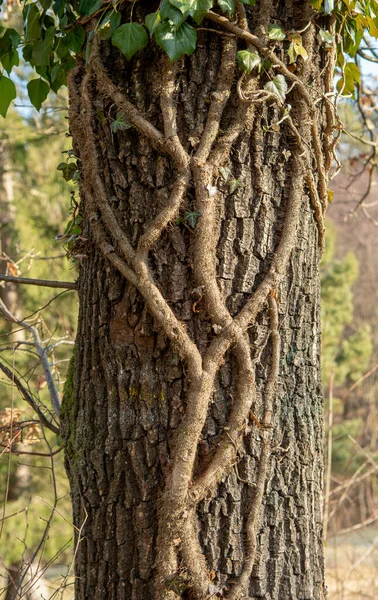 Hera Comum Hélice Hedera Agarrada Tronco Árvore Floresta Planta Também — Fotografia de Stock