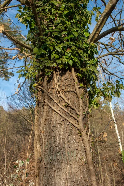 Hera Comum Hélice Hedera Agarrada Tronco Árvore Floresta Planta Também — Fotografia de Stock