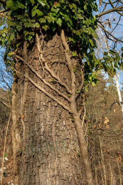 Hera Comum Hélice Hedera Agarrada Tronco Árvore Floresta Planta Também — Fotografia de Stock