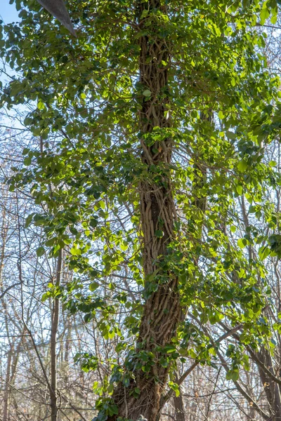 Hera Comum Hélice Hedera Agarrada Tronco Árvore Floresta Planta Também — Fotografia de Stock