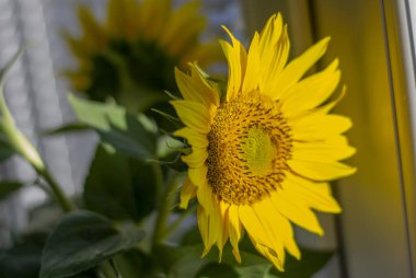 Gri vazoda ayçiçekleri. Kapatın. Ayrıntılar. Seçici odak.