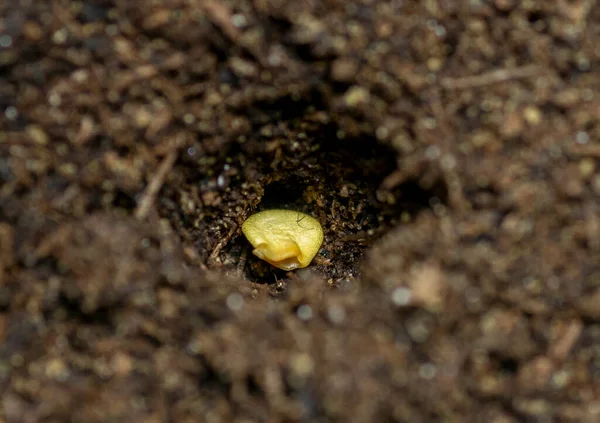 Toprakta Tek Çan Biberi Tohumu Capsicum Annuum Kabın Içindeki Tatlı — Stok fotoğraf